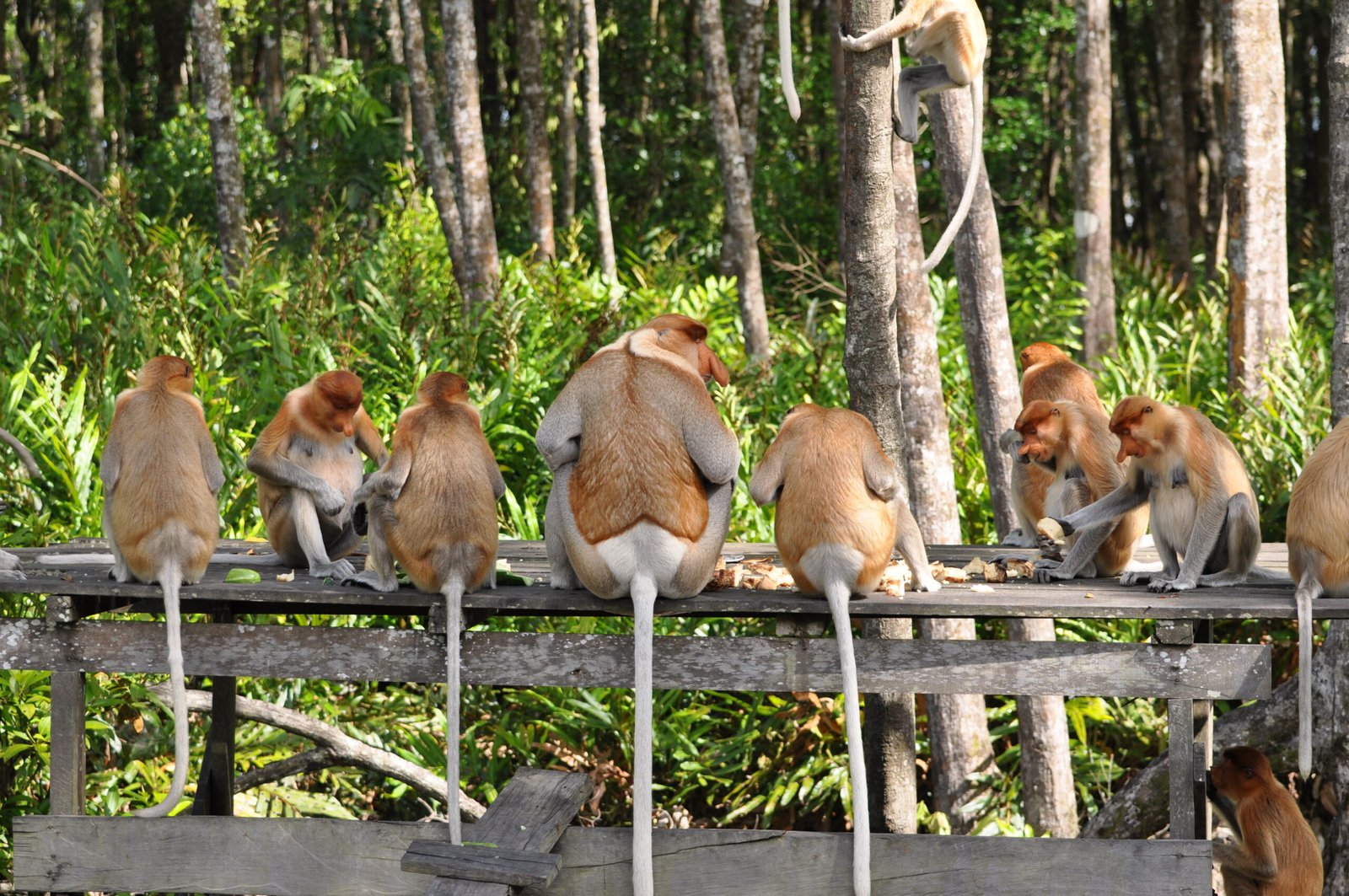 Unusual Diets for Unusual Monkeys (image credits: wikimedia)