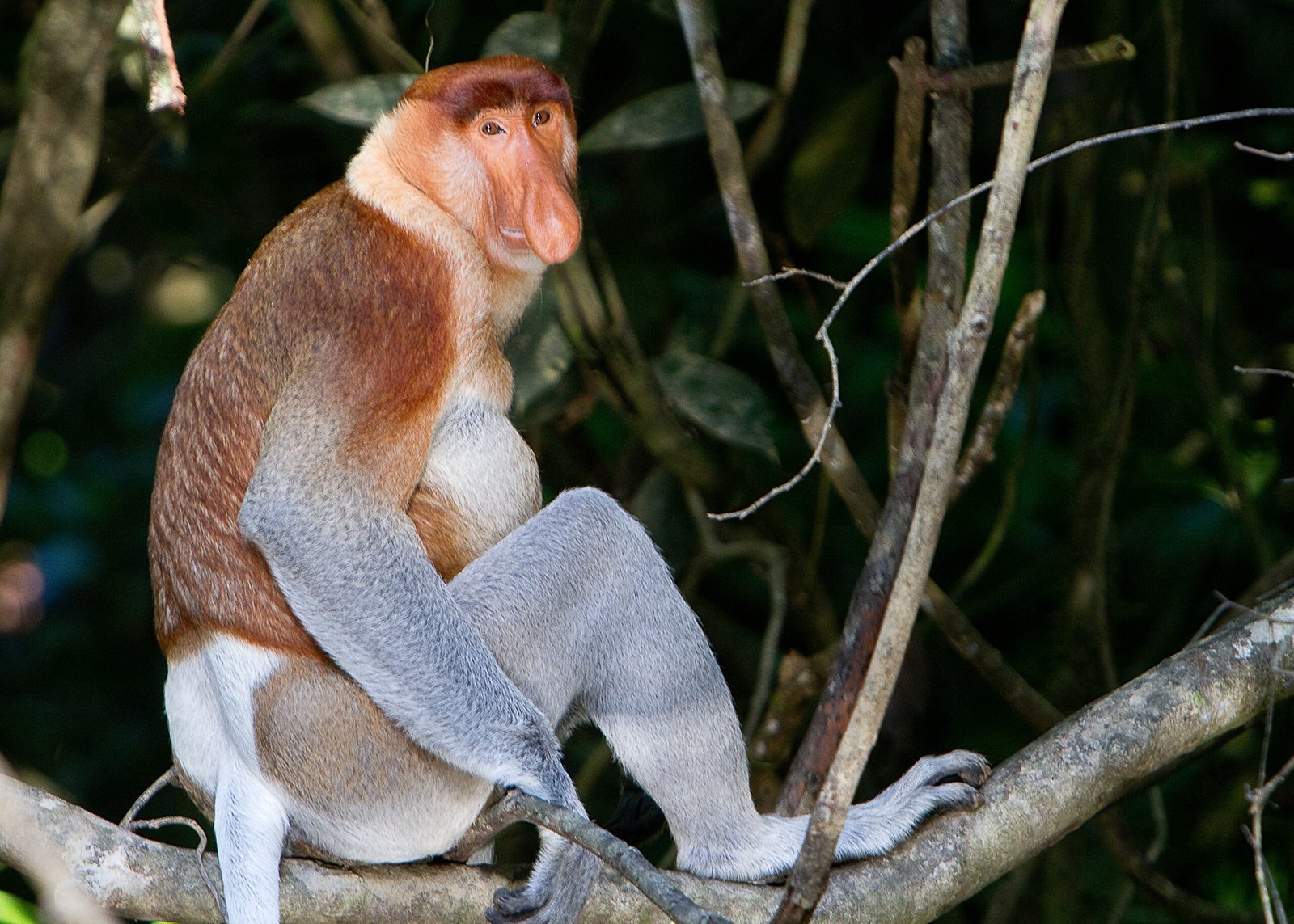Life in a Threatened Paradise (image credits: wikimedia)