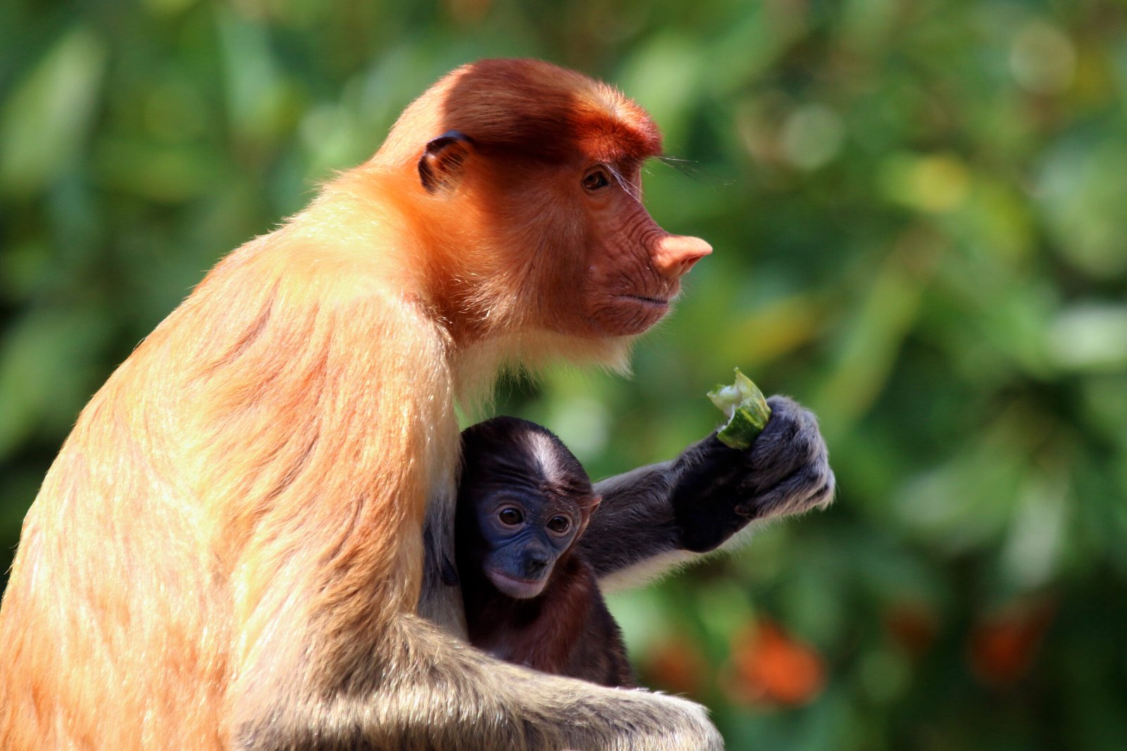 A Symphony of Sounds in the Jungle (image credits: wikimedia)