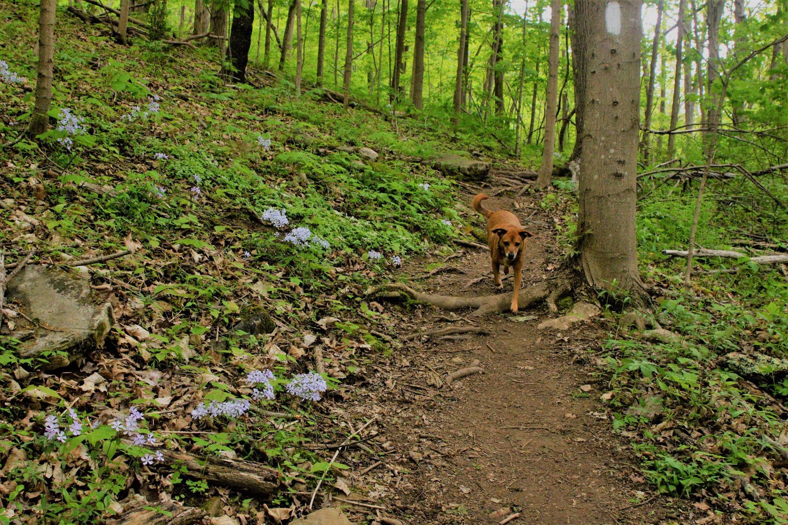 The Green Heart of Appalachia (image credits: wikimedia)