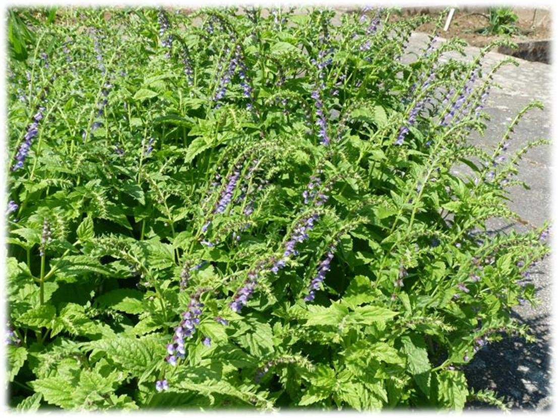 Medicinal Plants and Their Healing Powers (image credits: wikimedia)