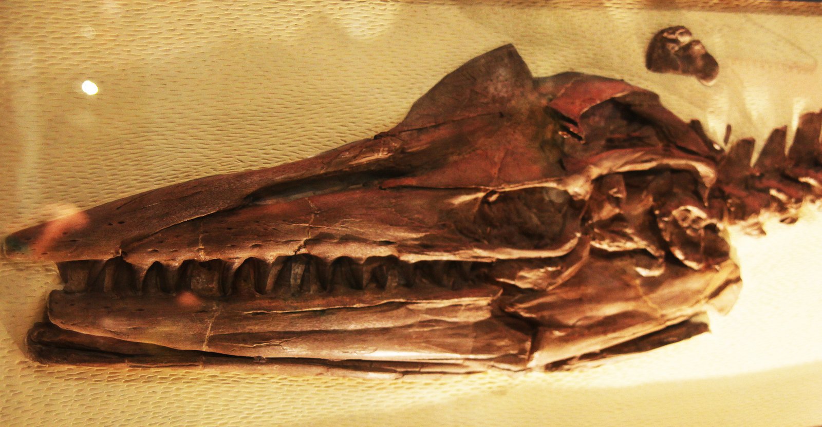 Meet Titanoboa: The Colossal Serpent (image credits: wikimedia)