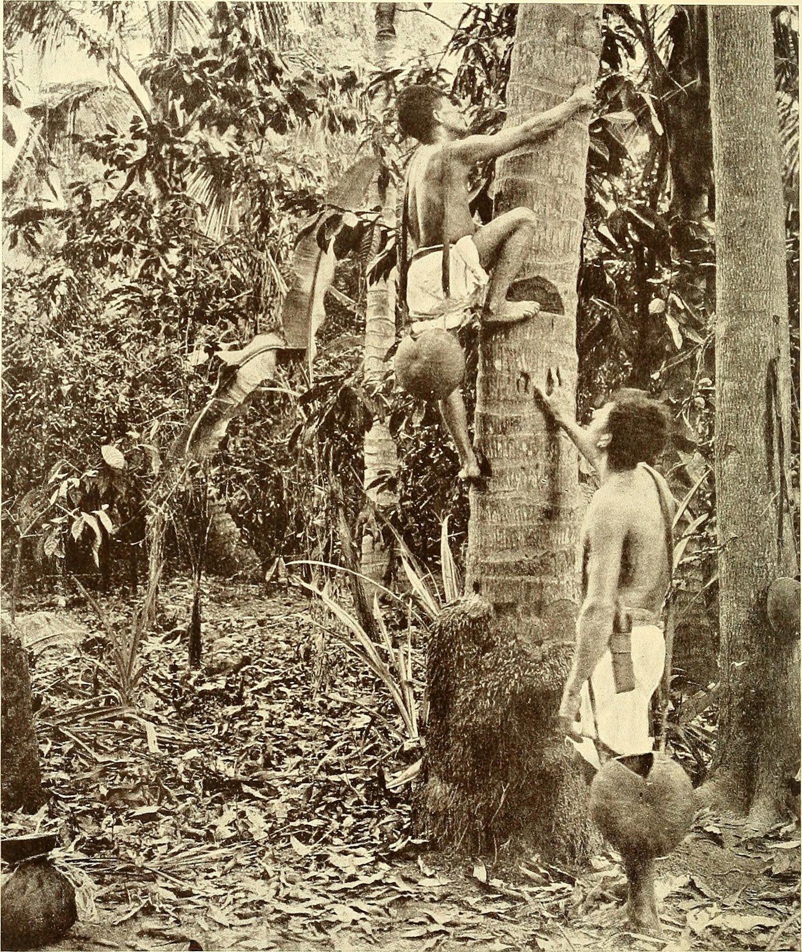 The Ancient Rainforest: A Sweltering Eden (image credits: wikimedia)
