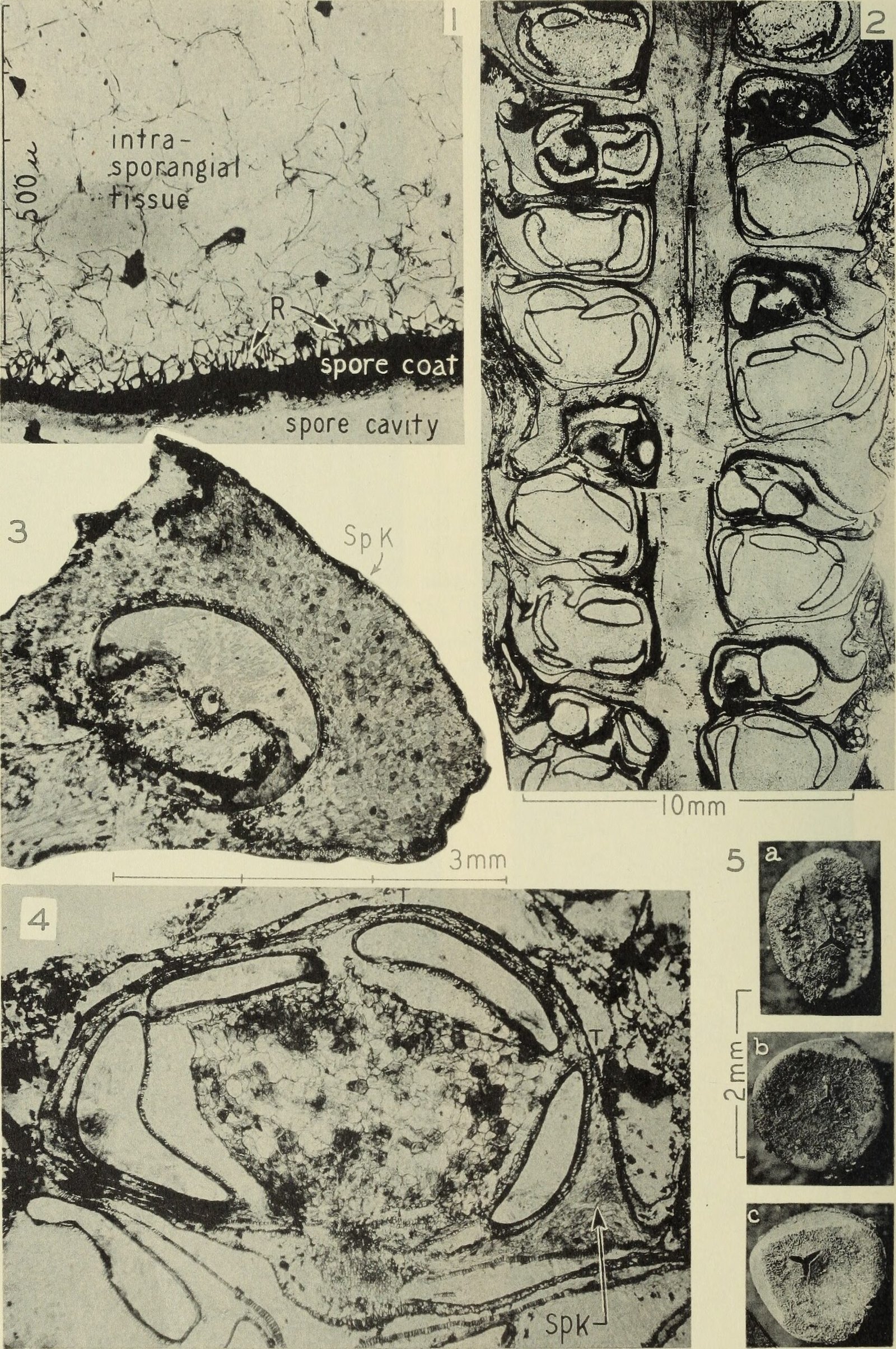 Prehistoric Plant Life: The Green Engines of the Past (image credits: wikimedia)