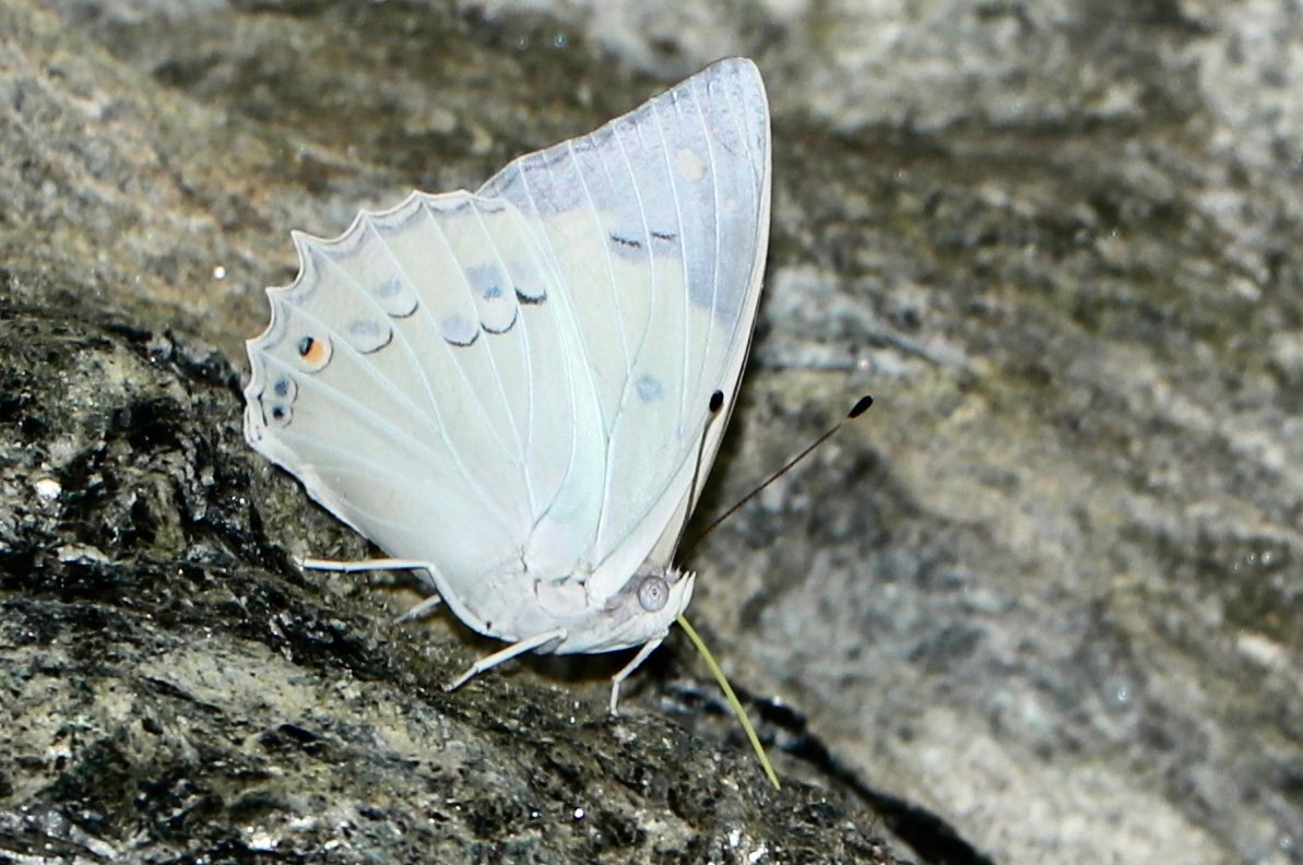 Why Nectar Isn’t Enough (image credits: wikimedia)
