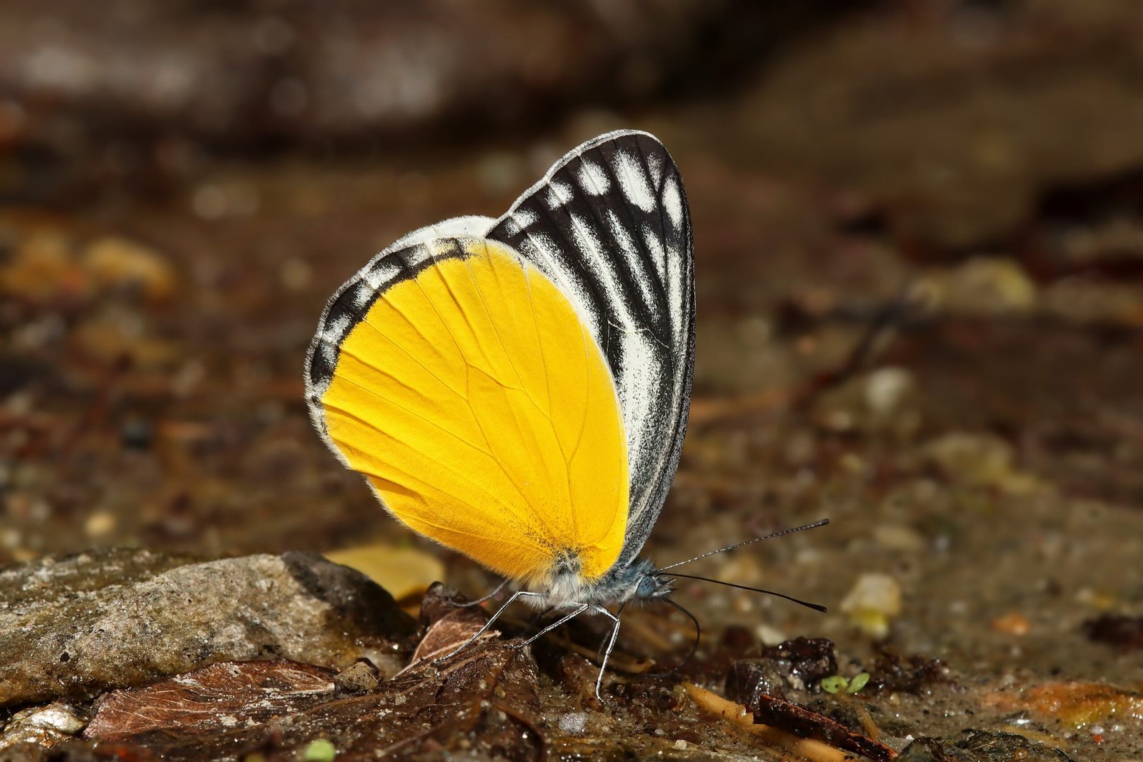 The Science Behind “Mud-Puddling” (image credits: wikimedia)