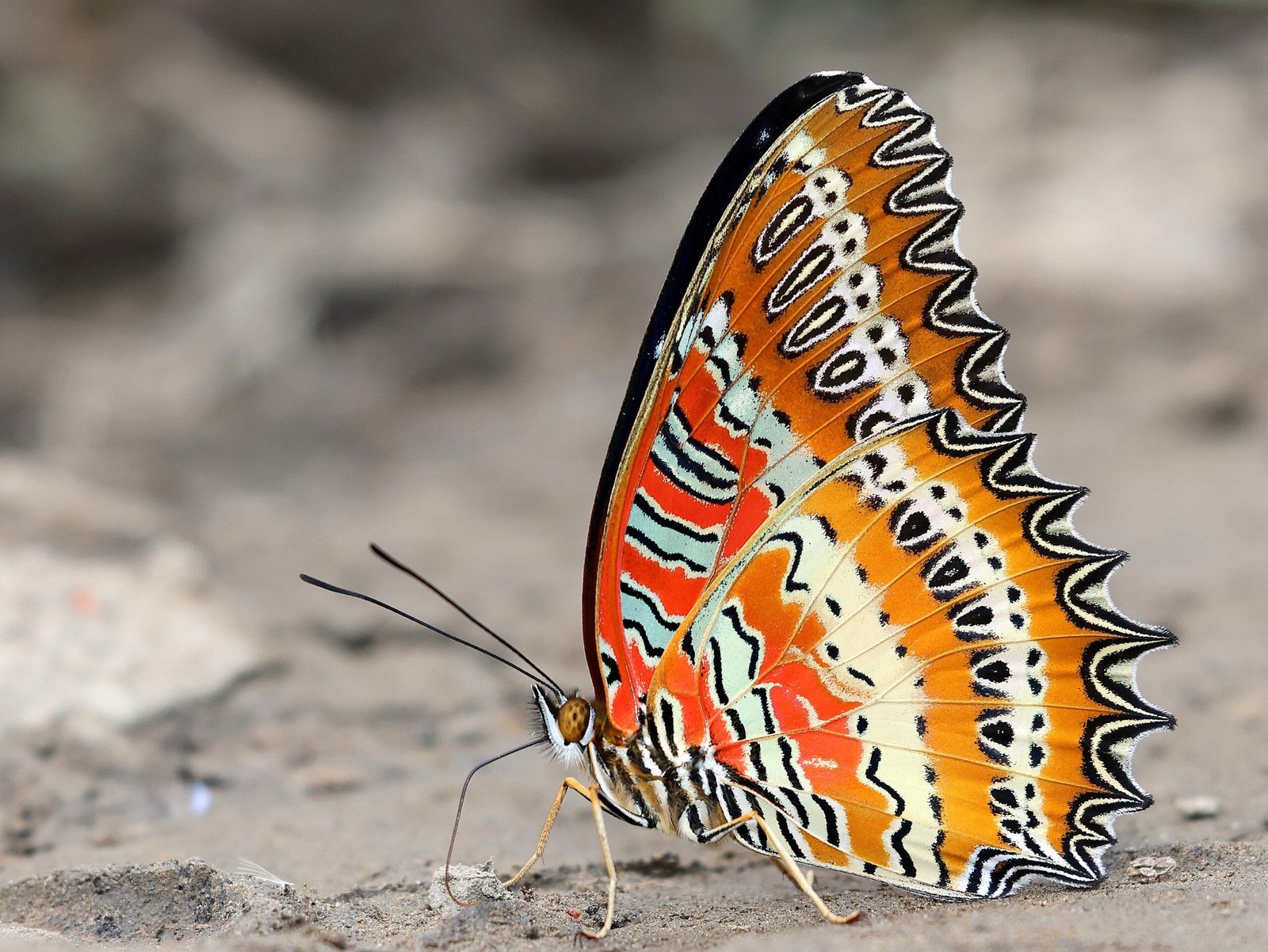 Butterflies on the Hunt for Sodium (image credits: wikimedia)
