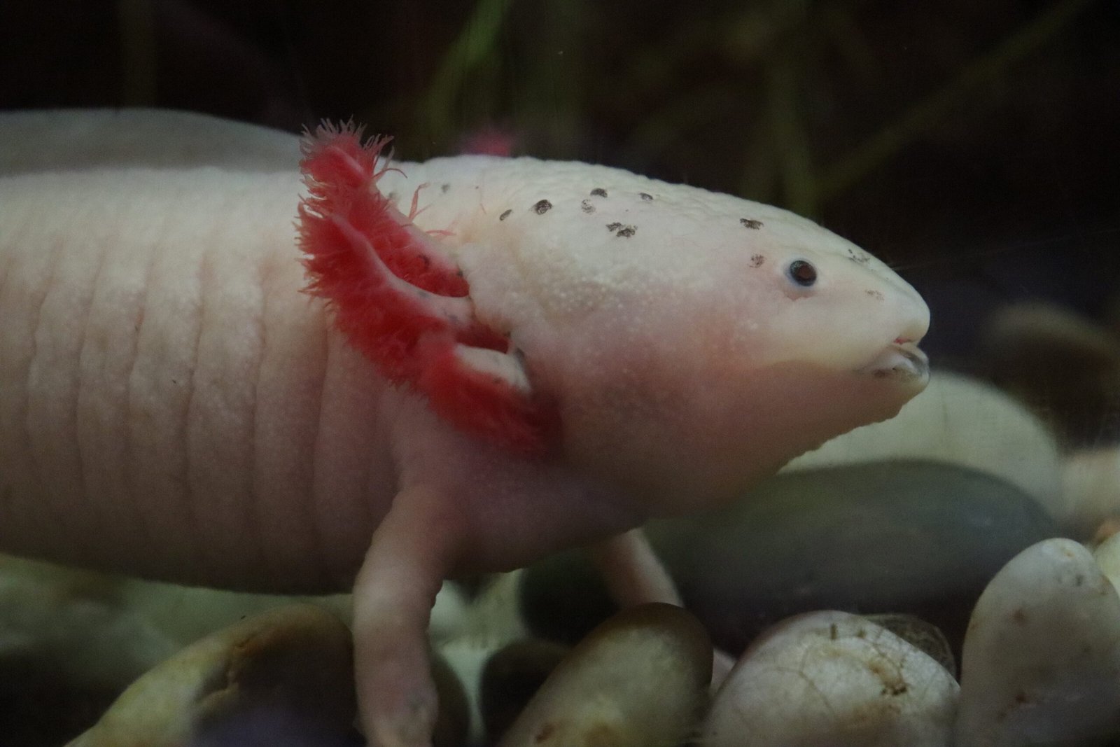 Axolotl Anatomy: A Closer Look (image credits: wikimedia)