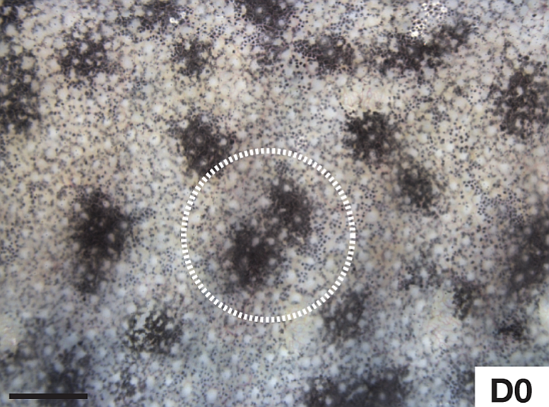 Regrowing the Impossible: The Brain’s Comeback (image credits: wikimedia)