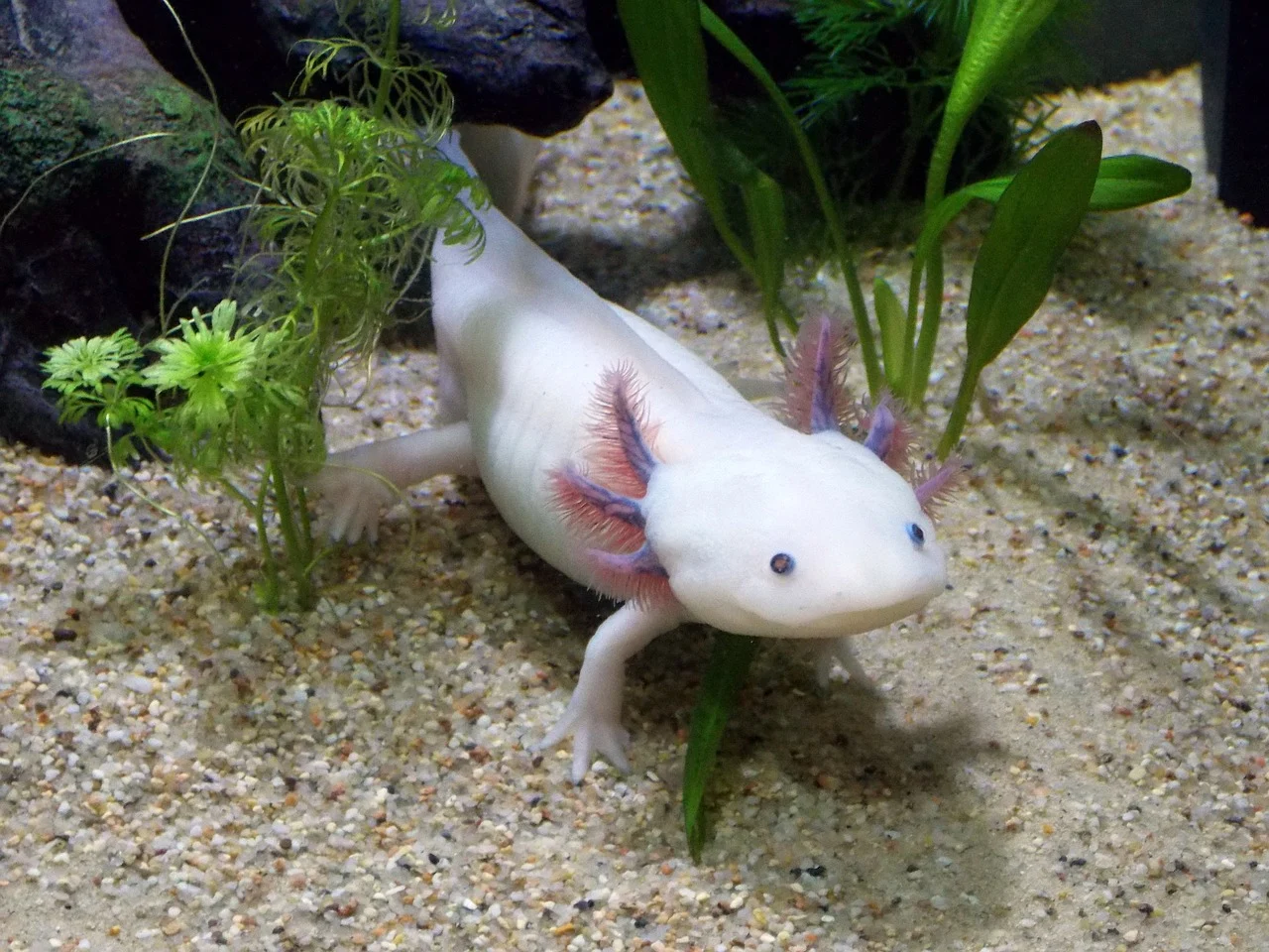 Culture and Myth: The Axolotl’s Legendary Status (image credits: wikimedia)