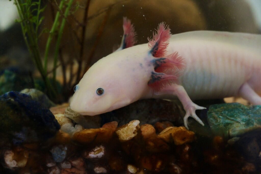 Unlocking the Axolotl’s Secrets for the Future