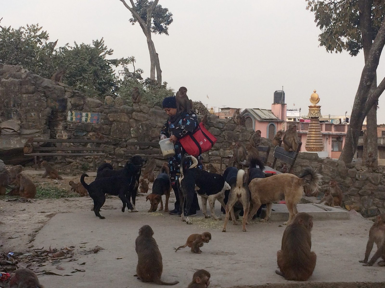 Moral Consideration: Who Deserves Our Compassion? (image credits: wikimedia)