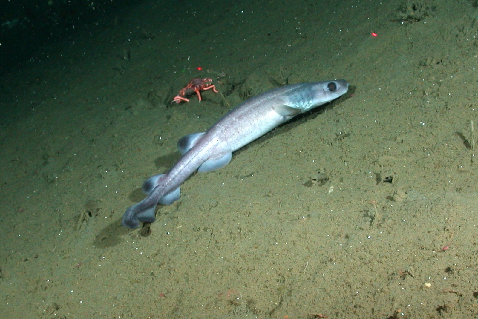 Life in Total Darkness: How the Squid’s Eyes Work (image credits: wikimedia)