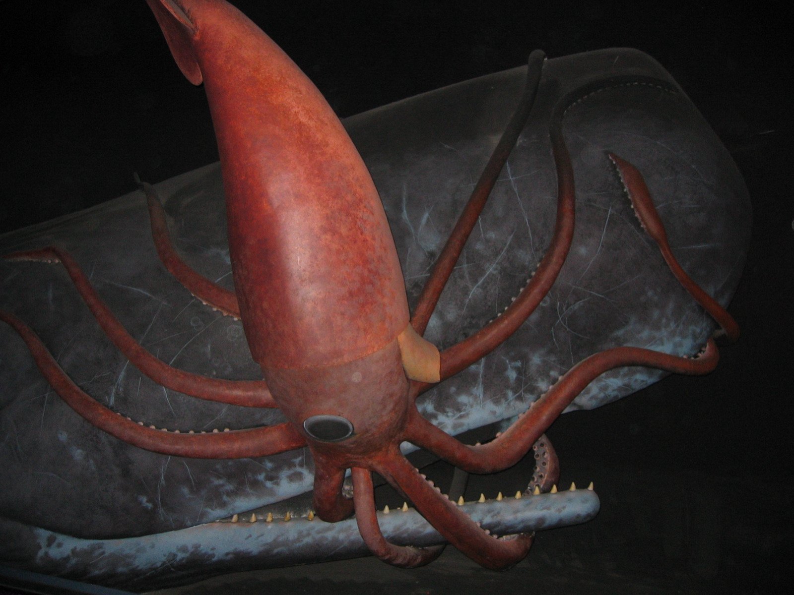 Sperm Whales: The Eternal Rivals (image credits: wikimedia)