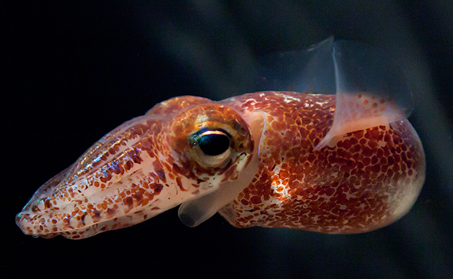 The Role of Bioluminescence (image credits: wikimedia)