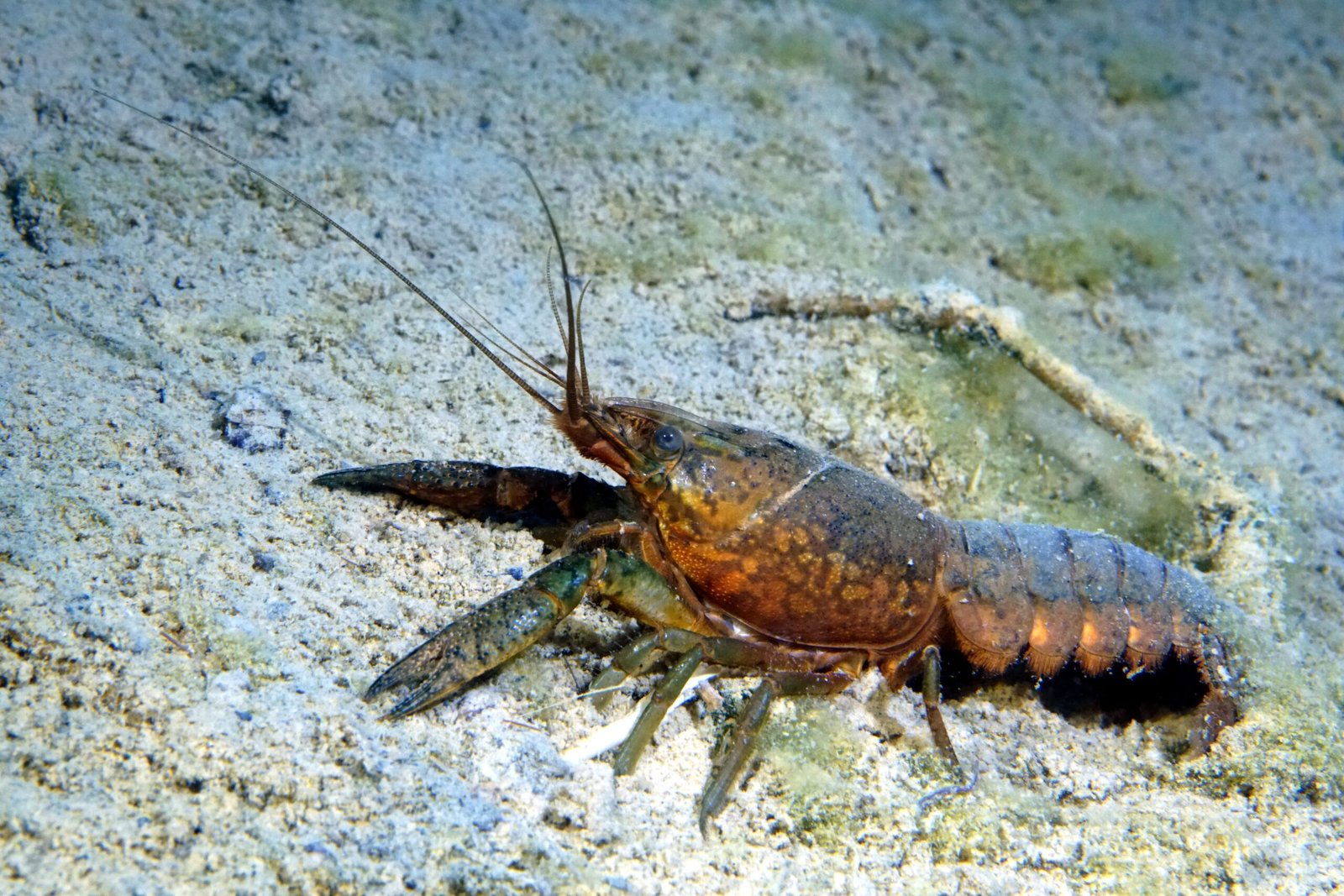 The Humble Yet Extraordinary Marbled Crayfish (image credits: wikimedia)