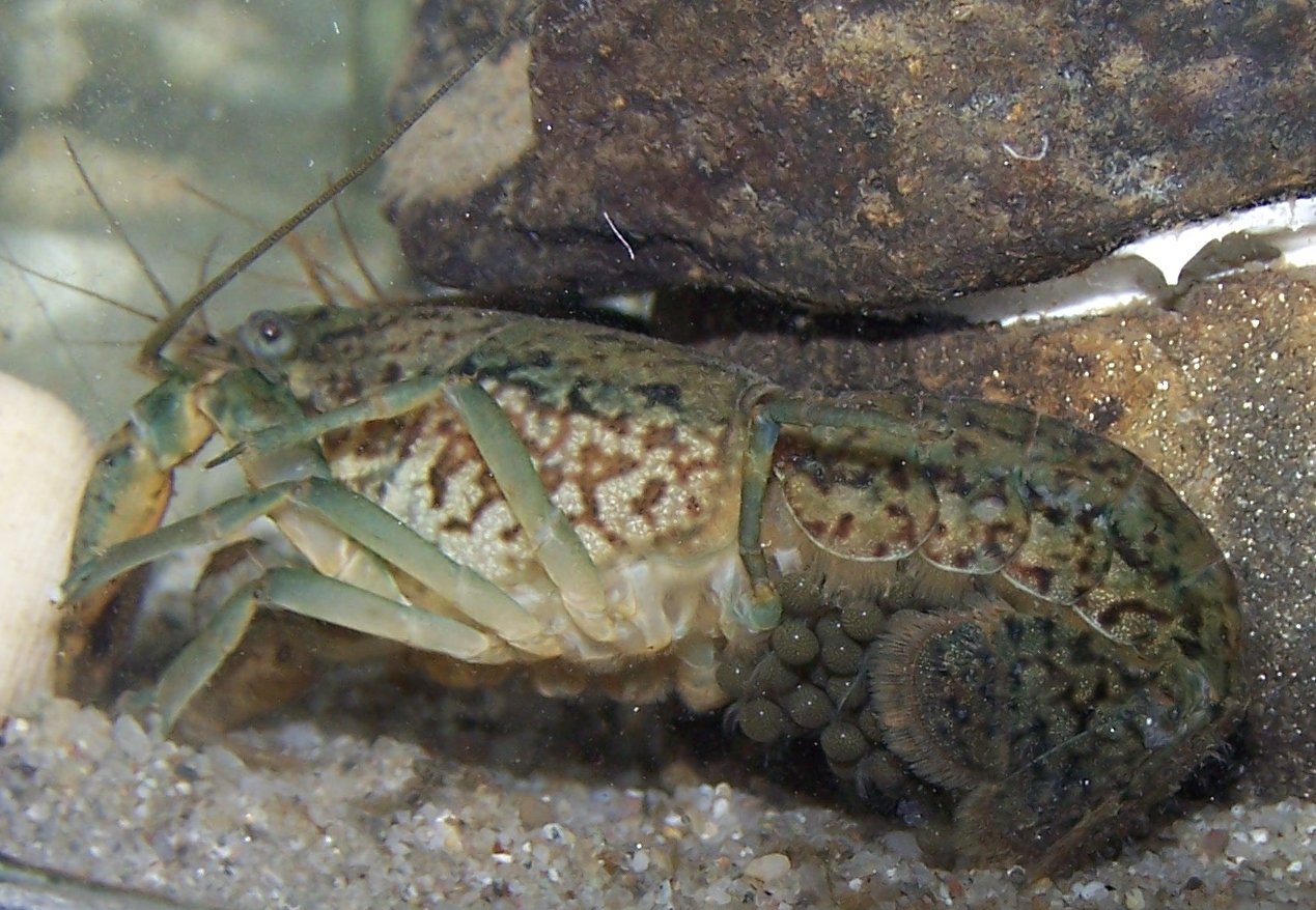 The Discovery That Shocked Geneticists (image credits: wikimedia)