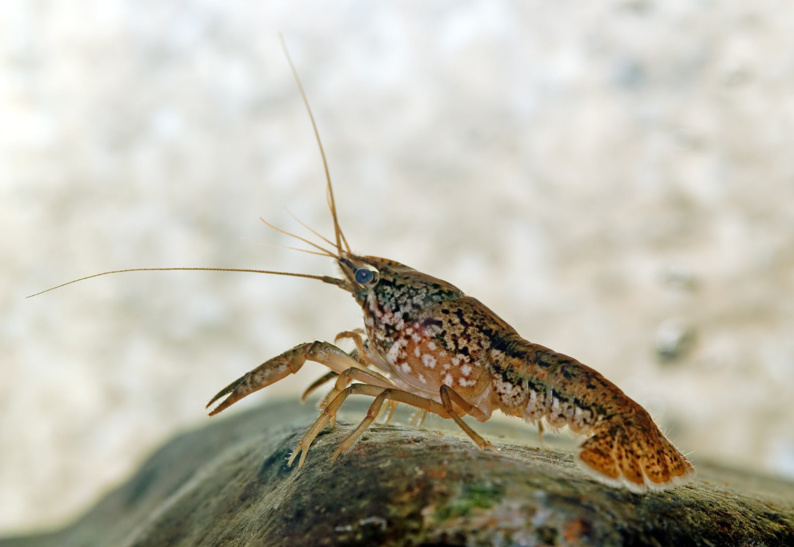 Parthenogenesis: Reproduction Without Males (image credits: wikimedia)