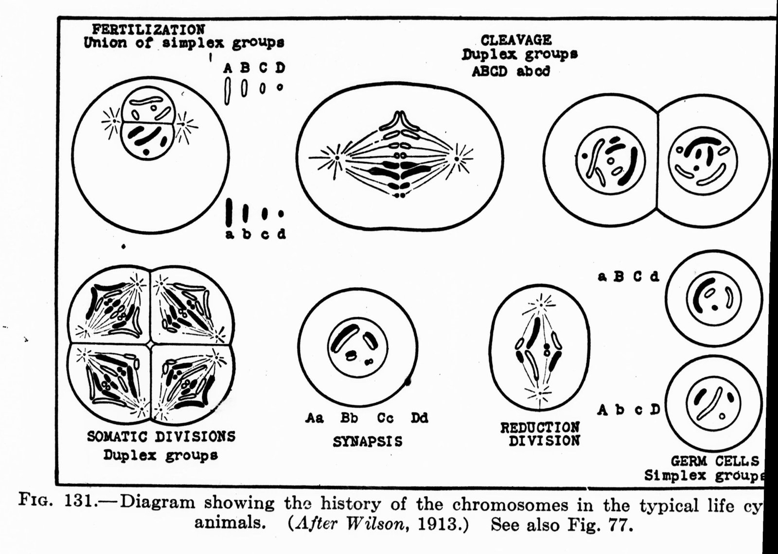 Comparing Chromosome Numbers Across the Animal Kingdom (image credits: wikimedia)