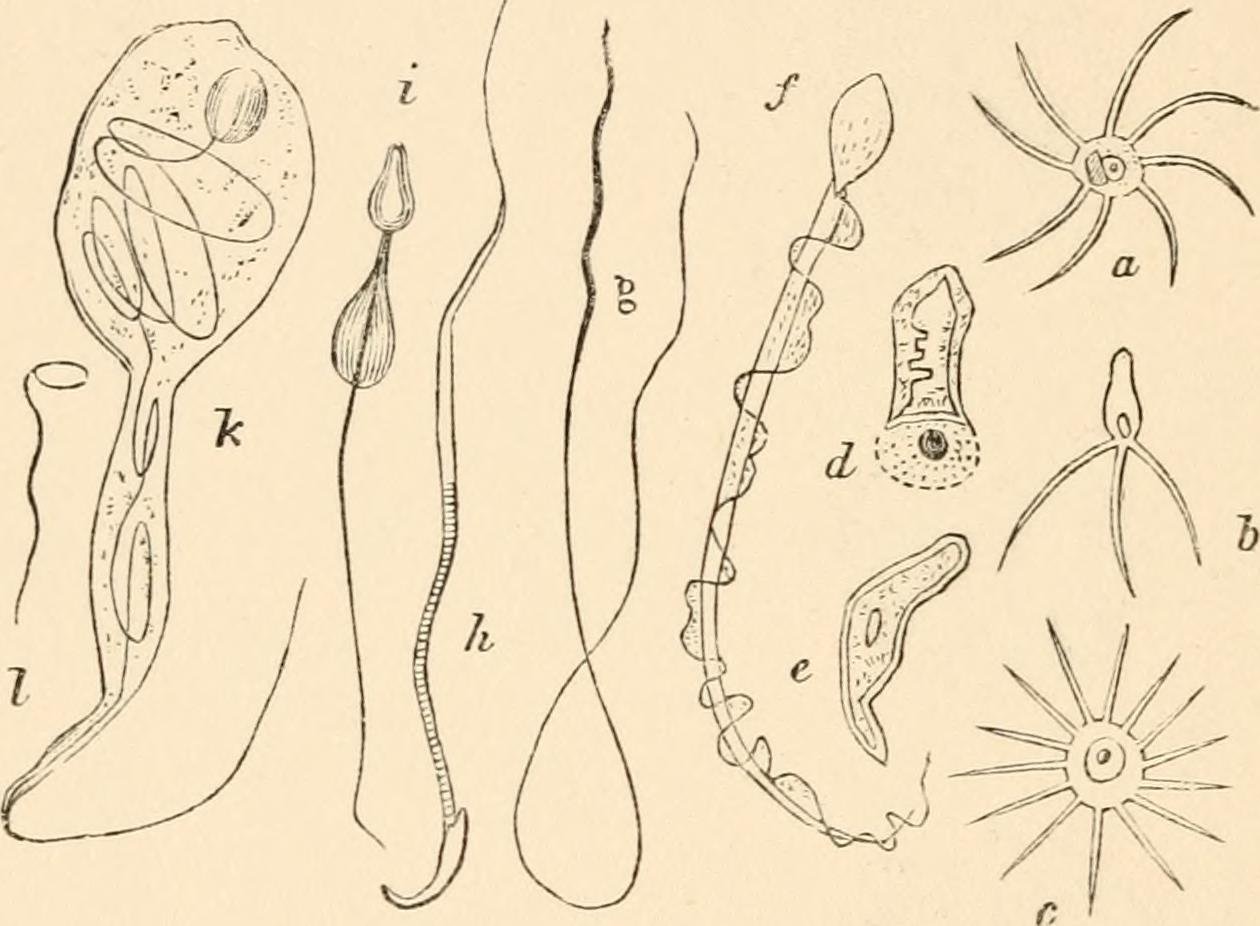 The Impact of Chromosome Count on Biology (image credits: wikimedia)