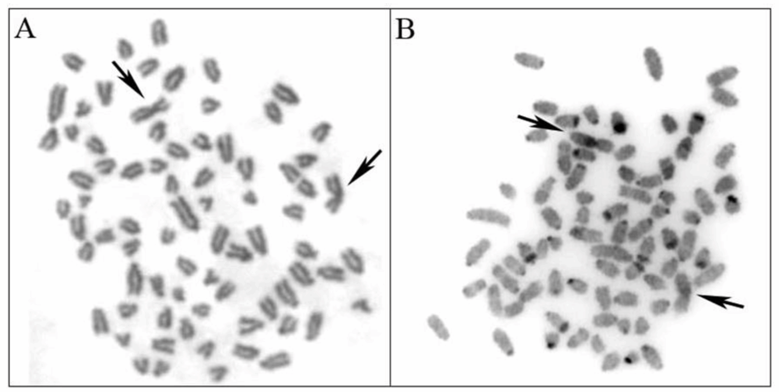 The Future of Chromosome Research in Animals (image credits: wikimedia)
