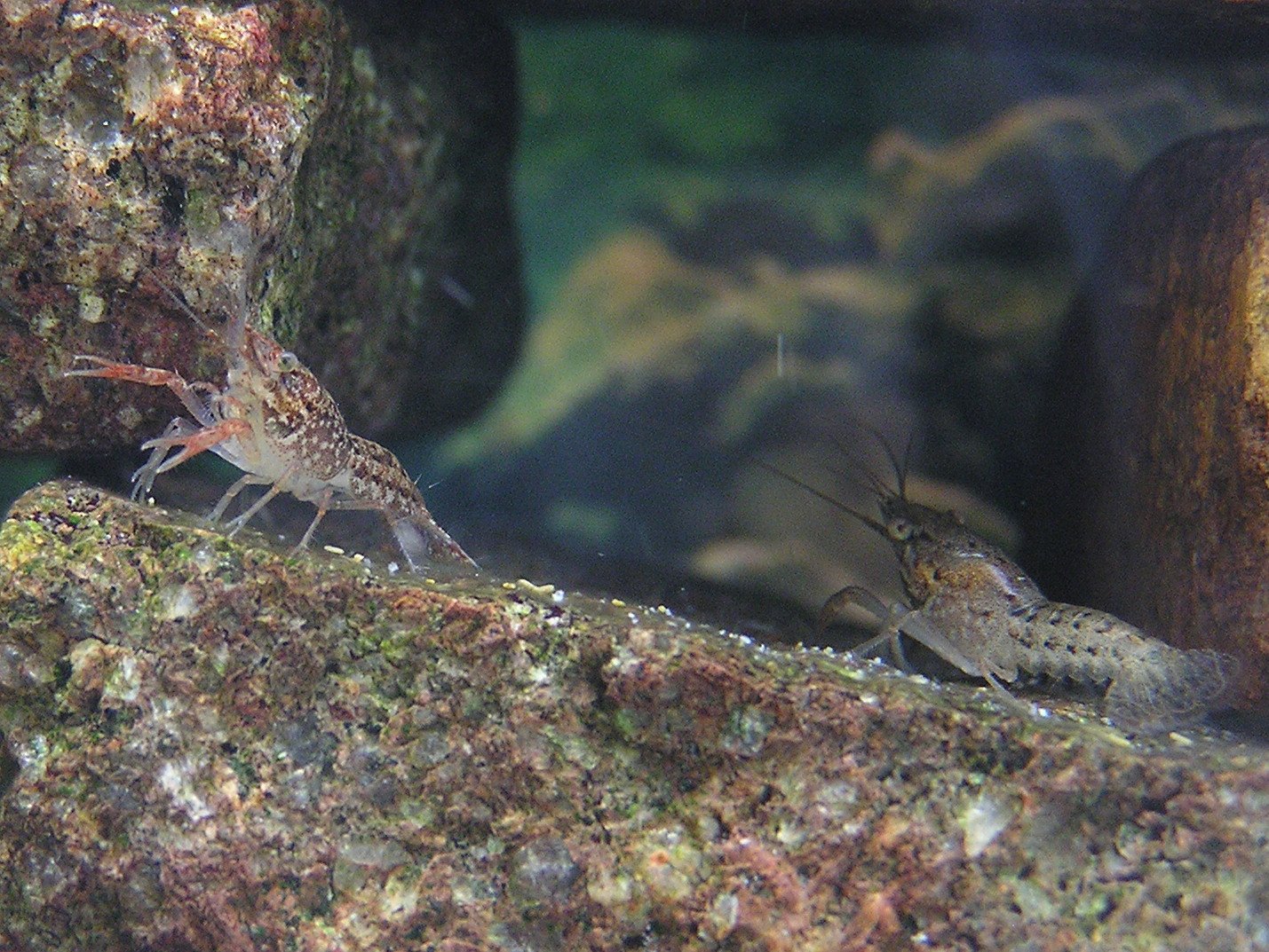 The Marvel of the Marbled Crayfish (image credits: wikimedia)