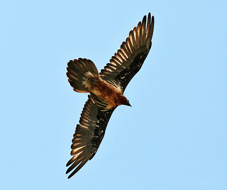 The Art of Bone-Dropping: Nature’s Most Extreme Foraging Technique (image credits: wikimedia)