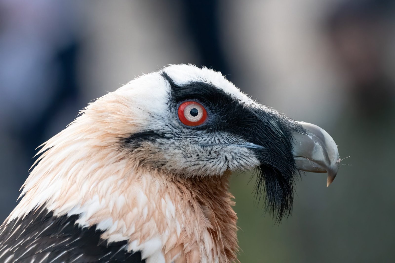 The Science Behind Bone Coloration: Why Are Lammergeiers Orange? (image credits: wikimedia)