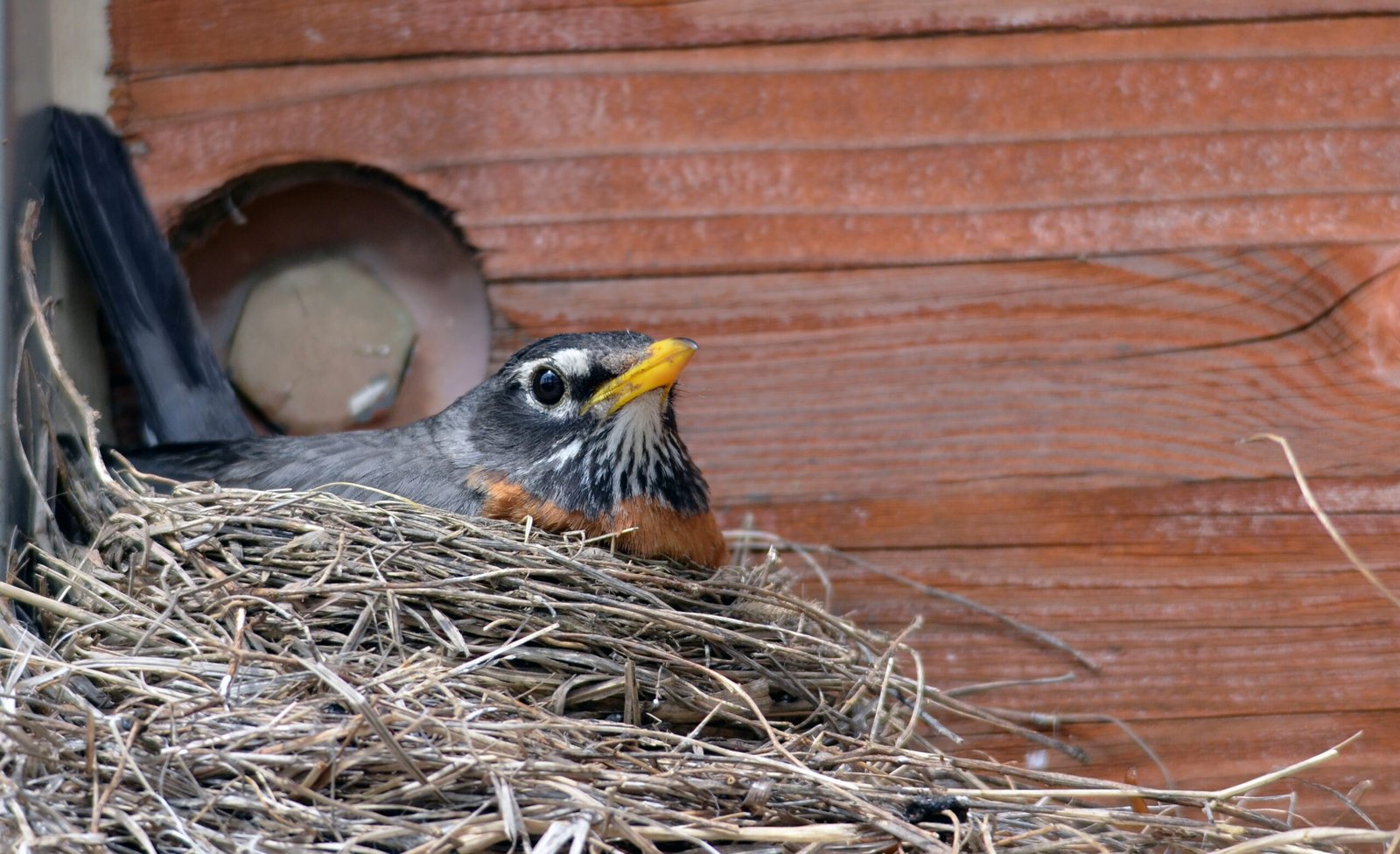 Mating, Parenting, and the Making of a Metal Family (image credits: wikimedia)