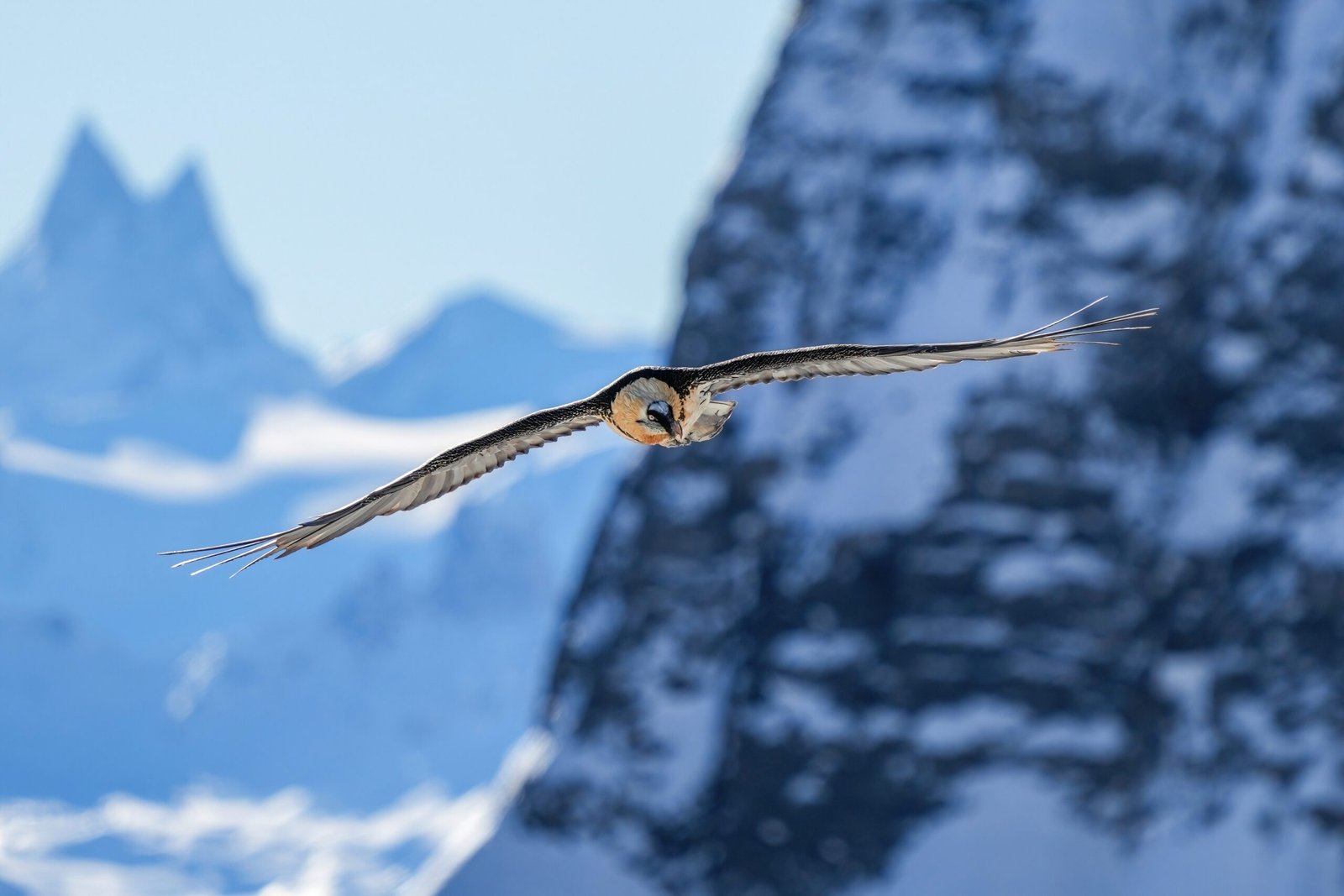 Conservation Challenges: Protecting the Bone-Eater’s Legacy (image credits: wikimedia)