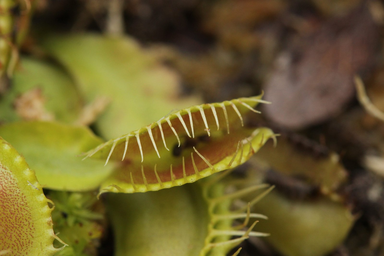 More Than Just Trapping: The Role of Additional Touches (image credits: wikimedia)