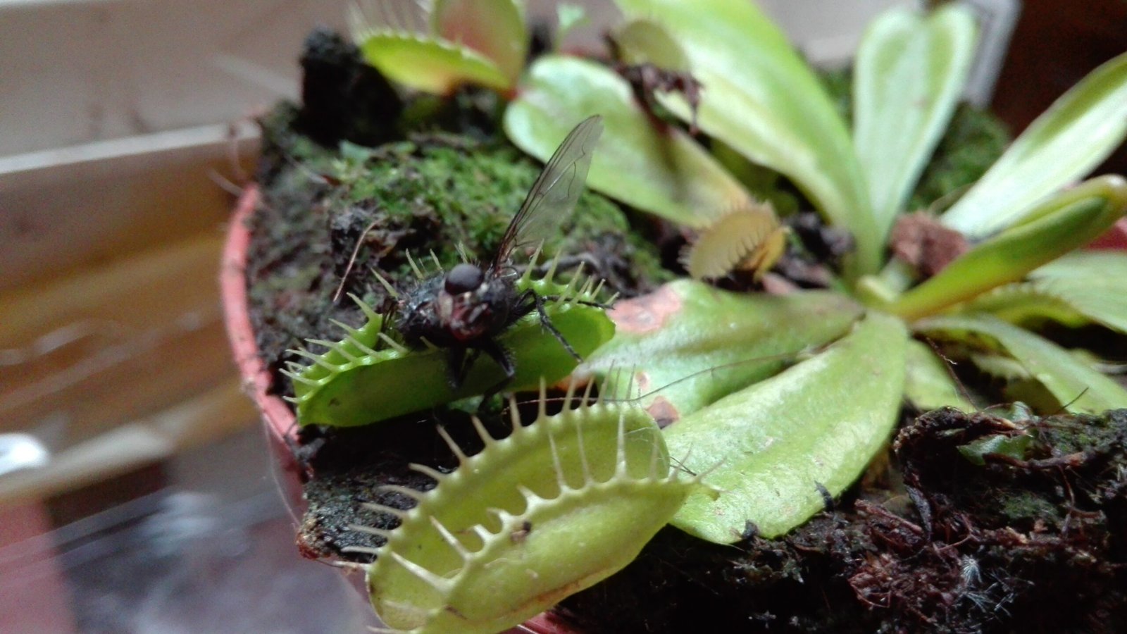 Can Plants Really Think? (image credits: wikimedia)