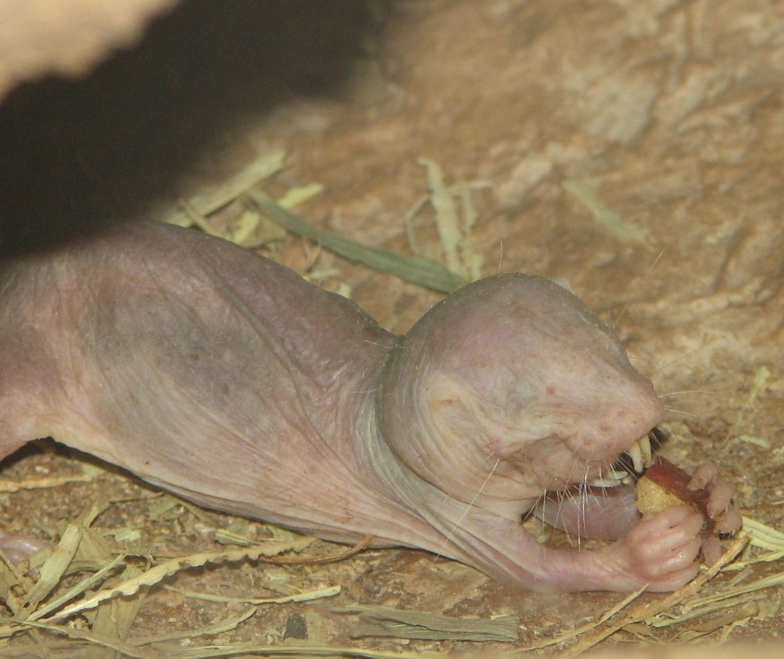 Why “Naked”? The Story Behind Their Strange Appearance (image credits: wikimedia)