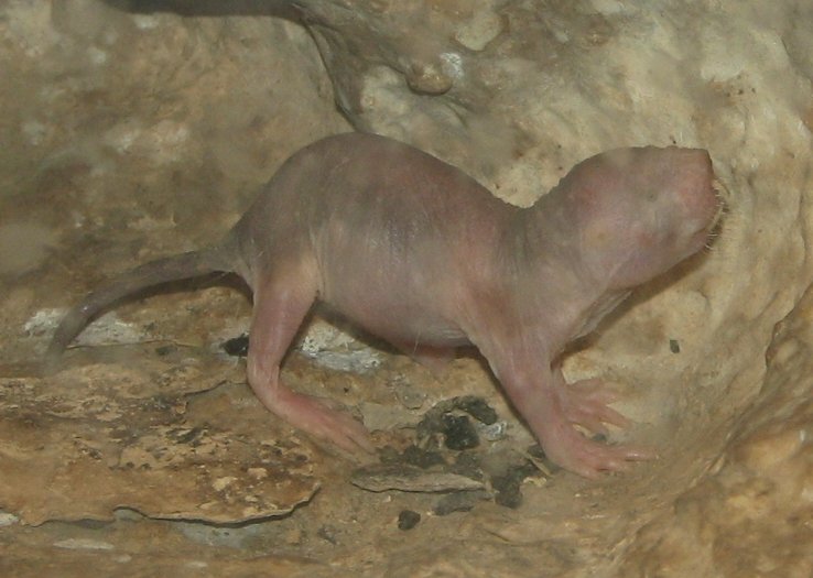 Impervious to Pain: Nature’s Living Anesthetic (image credits: wikimedia)