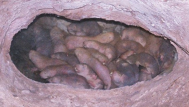 A Diet of Roots and Bulbs (image credits: wikimedia)