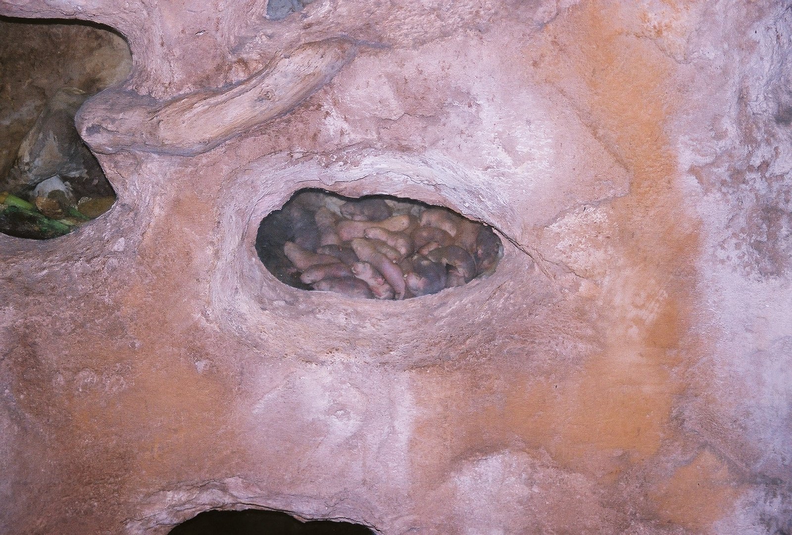The Future of Naked Mole Rat Research (image credits: wikimedia)