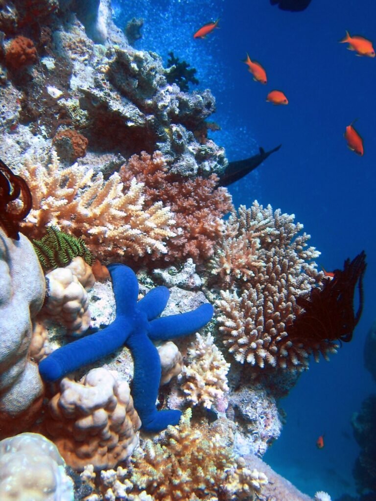 The Reefs of Tomorrow: Predicting Which Corals Will Survive Climate Chaos