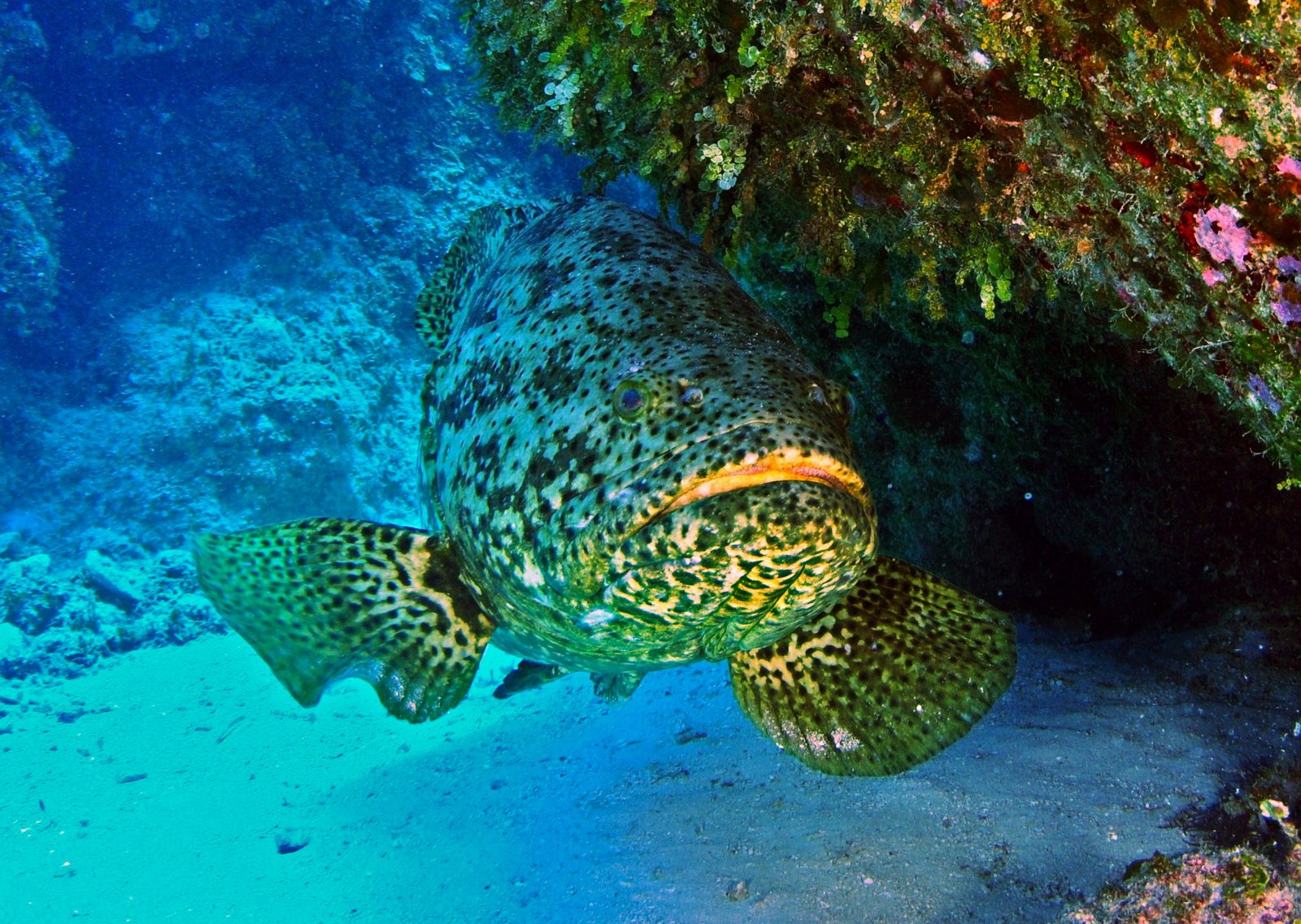 Why Change Sex? The Evolutionary Logic (image credits: wikimedia)