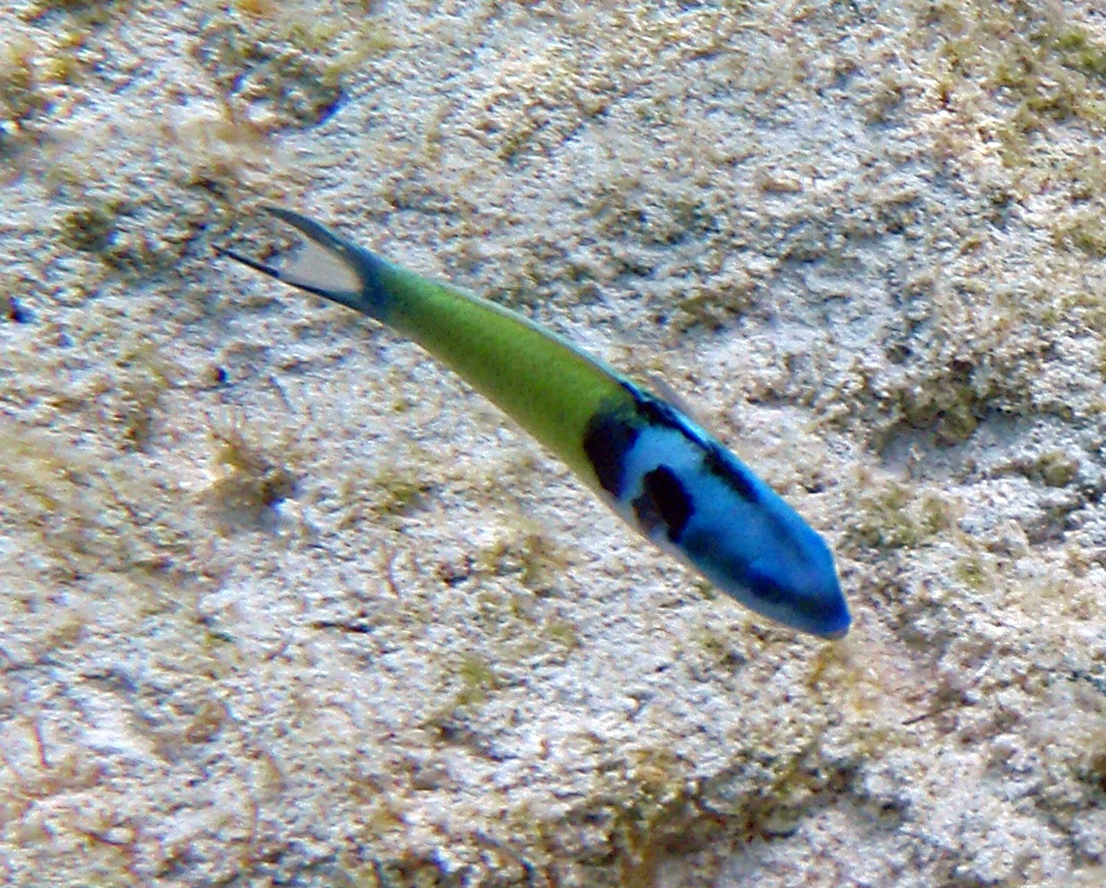 Case Study: The Bluehead Wrasse (image credits: wikimedia)