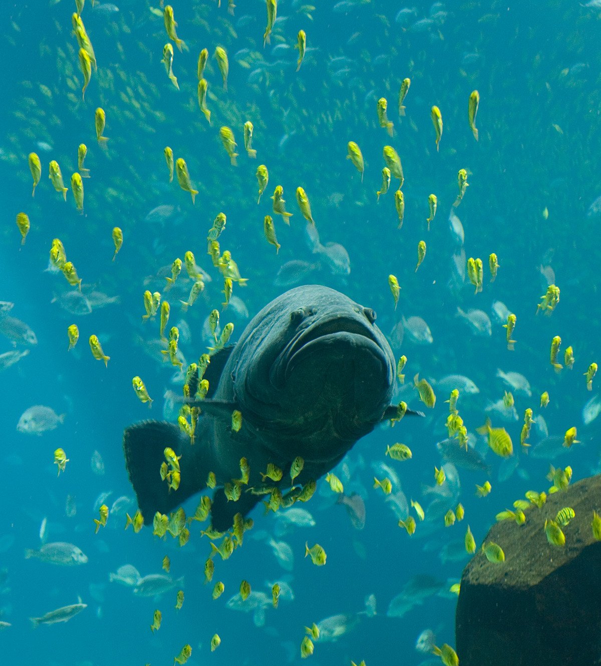 Implications for Conservation and Science (image credits: wikimedia)