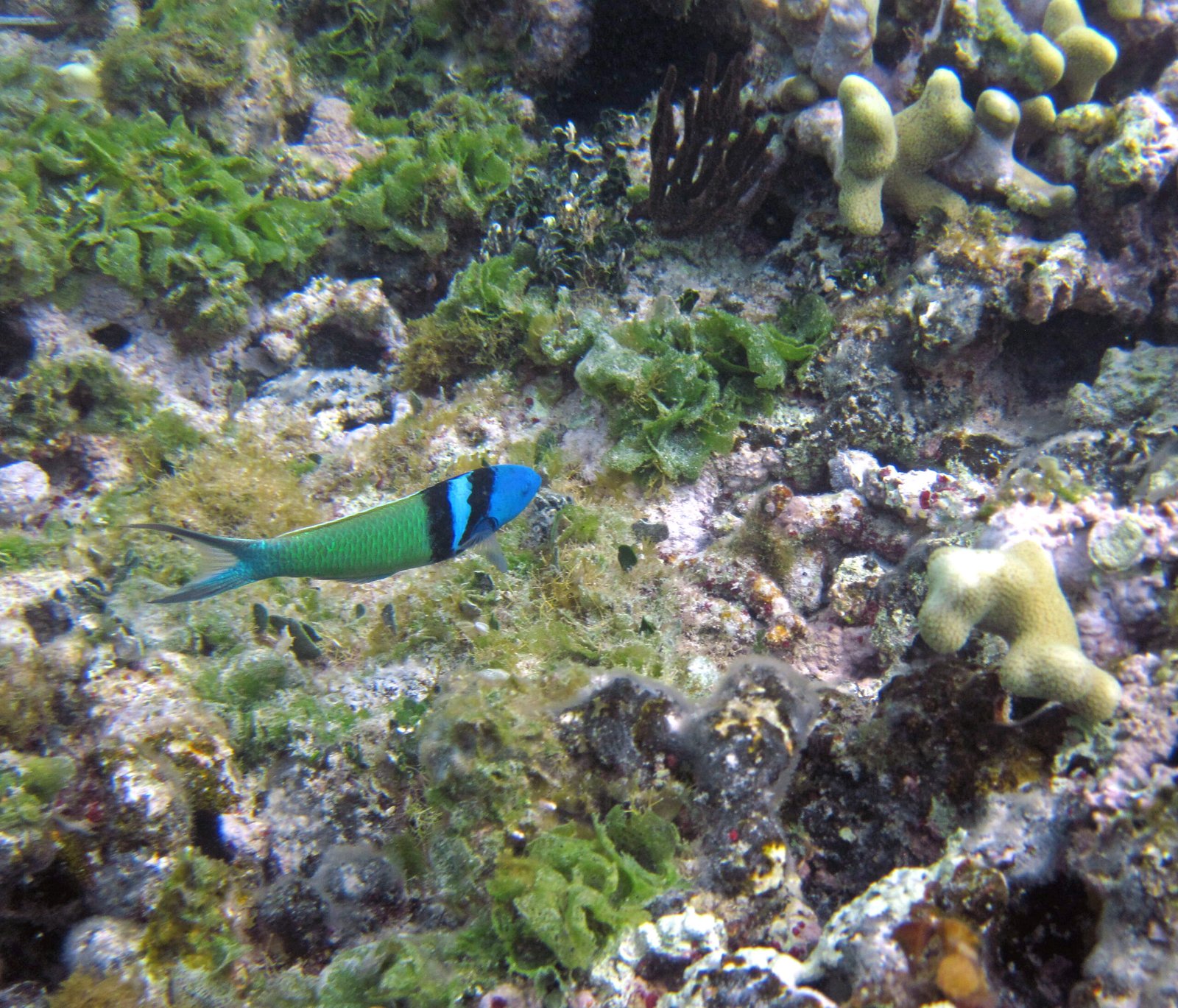 What This Teaches Us About Life’s Endless Possibilities (image credits: wikimedia)