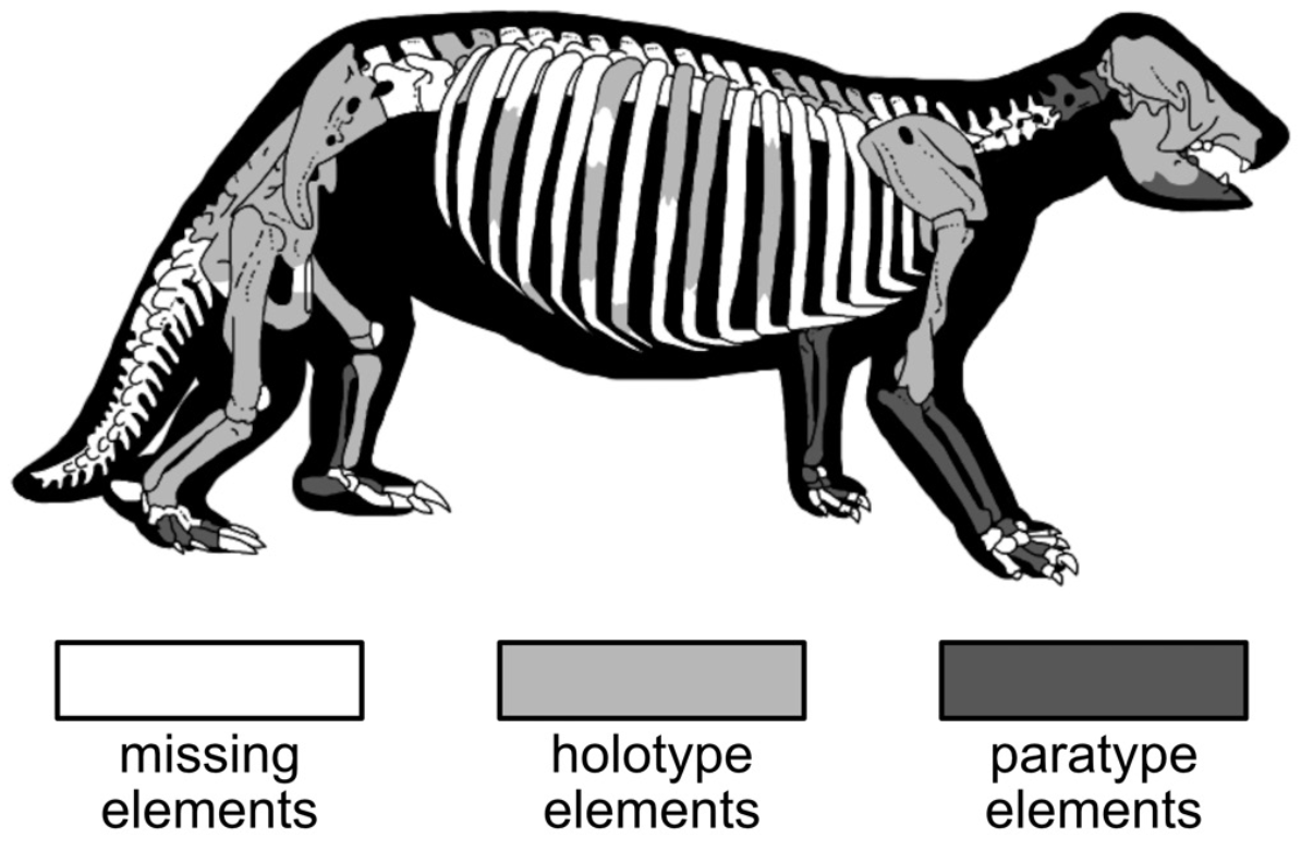 Physical Marvels: Anatomy Built for Destruction (image credits: wikimedia)