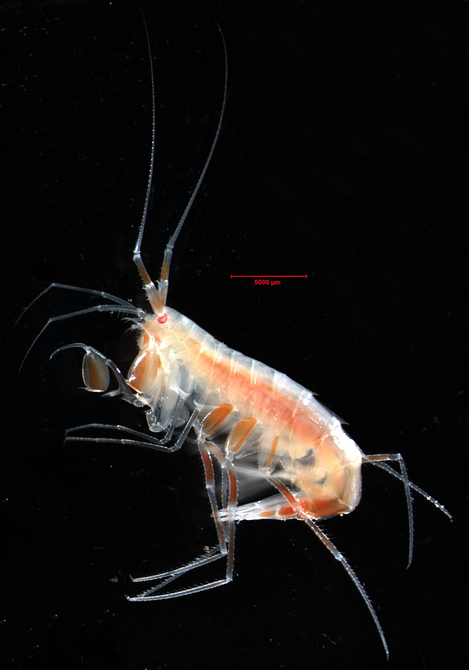 Abyssal Discovery: The Record-Breaking Deep-Sea Animal (image credits: wikimedia)