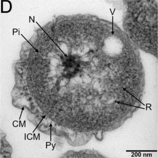 Cell Membranes: The Secret Barrier (image credits: wikimedia)
