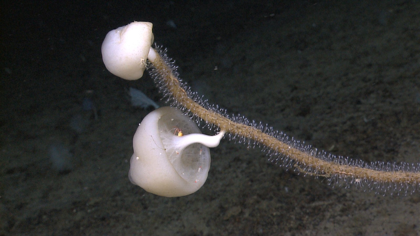 DNA Repair and Longevity in the Abyss (image credits: wikimedia)
