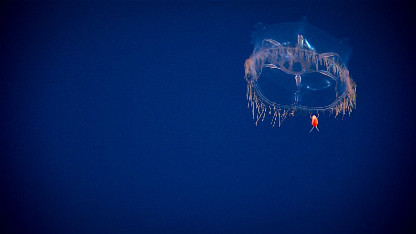 Feeding in the Dark: A Life Without Sunlight (image credits: wikimedia)