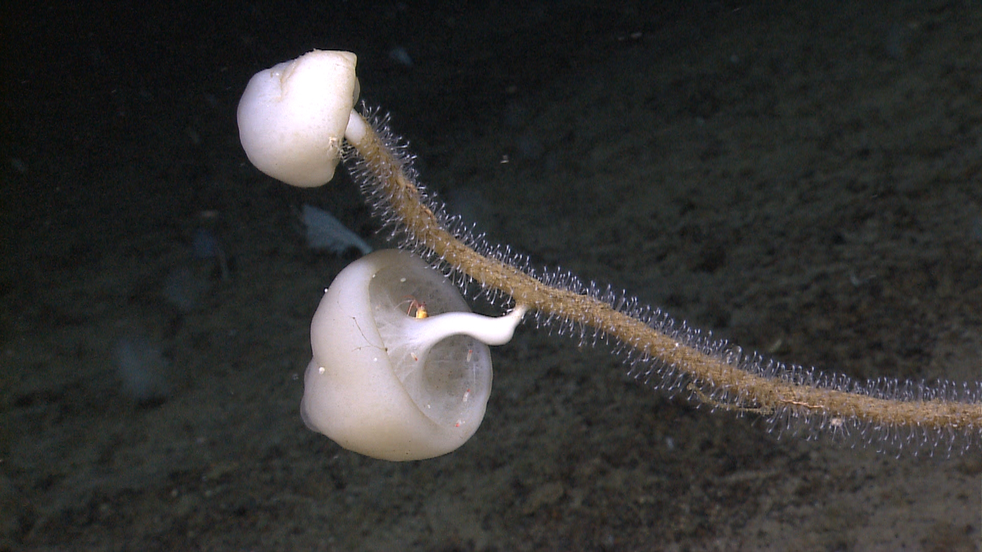 The Deepest-Living Animal Ever Found — And How Its Cells Survive the Pressure