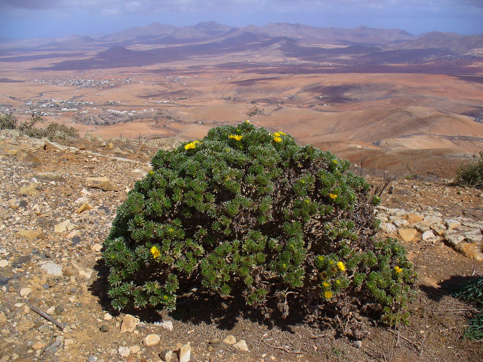 A Closer Look at Selaginella lepidophylla (image credits: wikimedia)