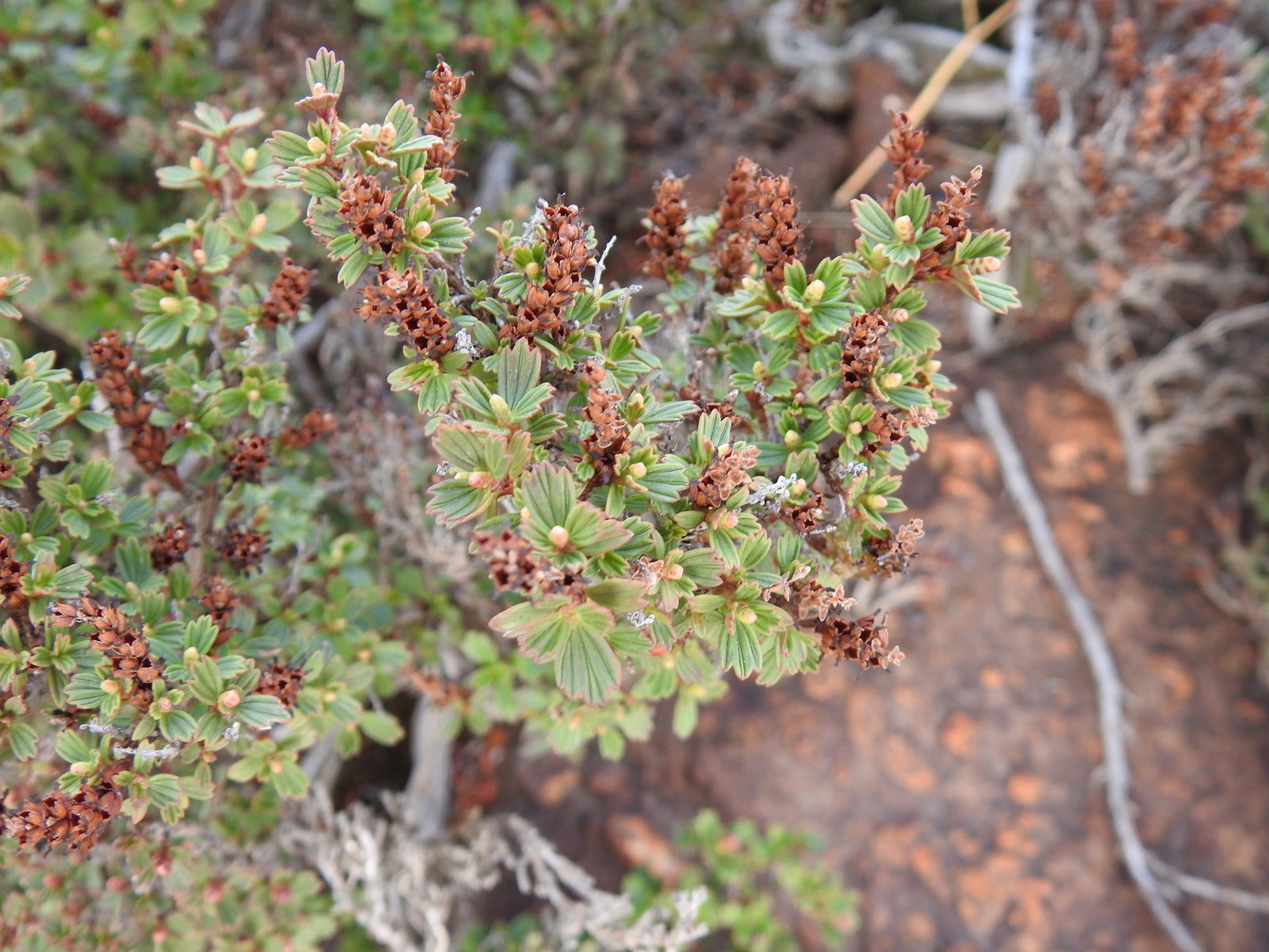 Resurrection Plants in Culture and Myth (image credits: wikimedia)