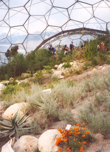 Resurrection Plants and Modern Science (image credits: wikimedia)